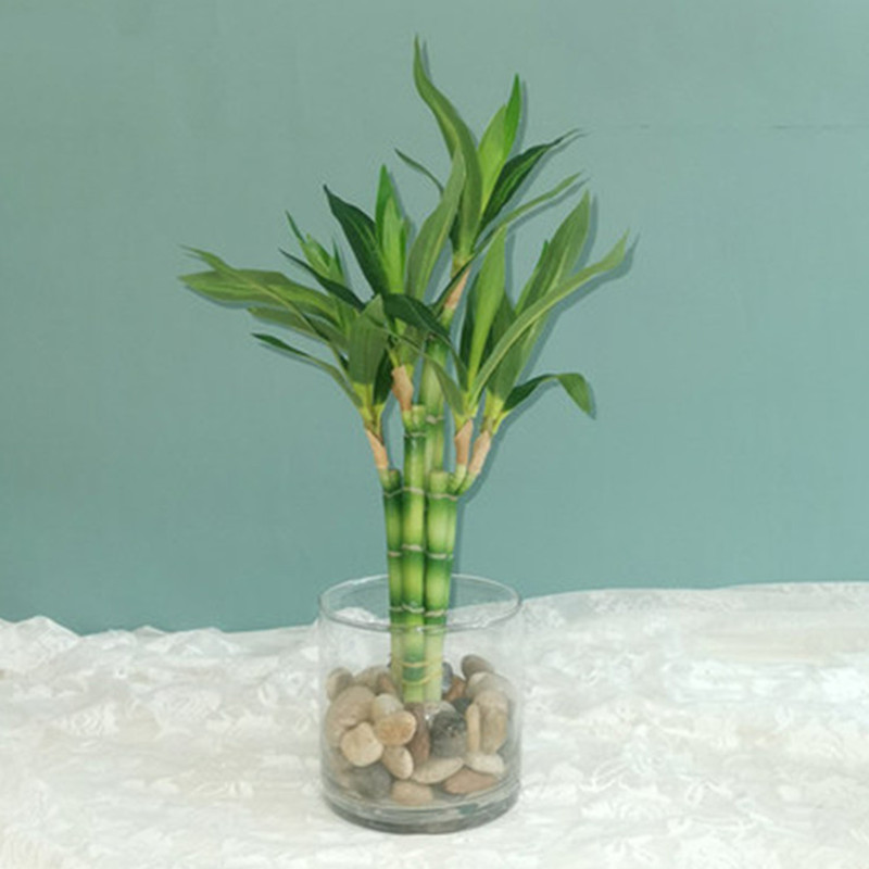 Aquarium Fish Gallery - New 40cm rFtificial Lucky Bamboo Succulent