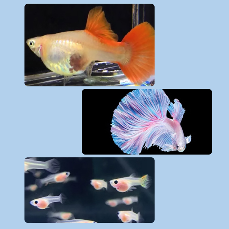 [LA]1Pc Floating Fish Breeding - مراجعة Aquarium Fish Feeder وسعره