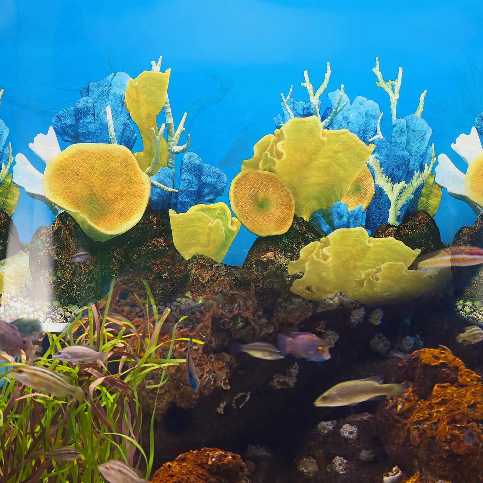 Wallpaper Natural Cover Aquari - مراجعة Aquarium Fish Poster وسعره