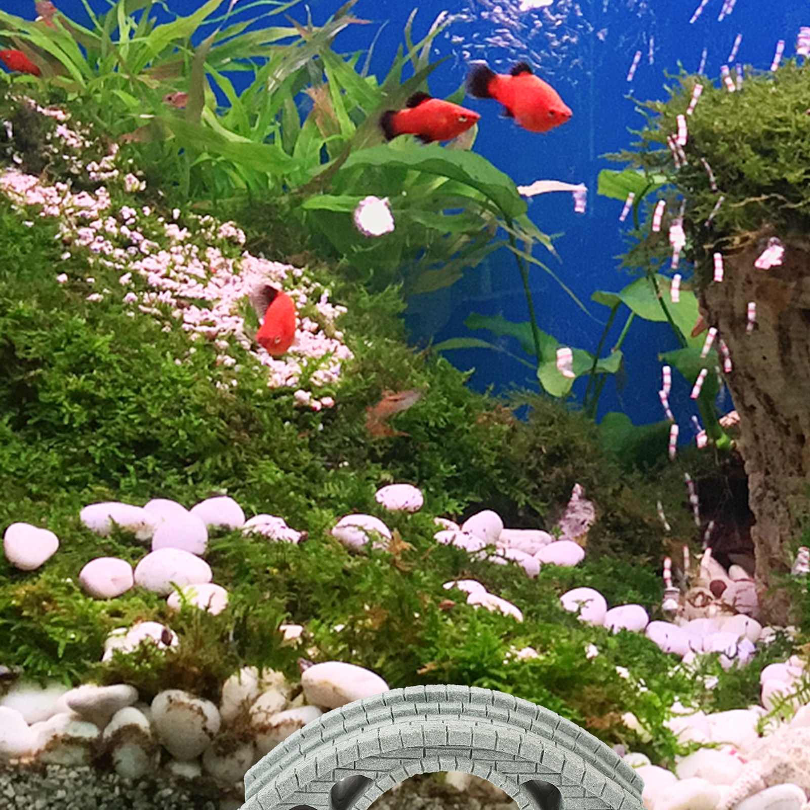 Exquisite Bridge Ornament for  - مراجعة Aquarium Fish Bridge وسعره