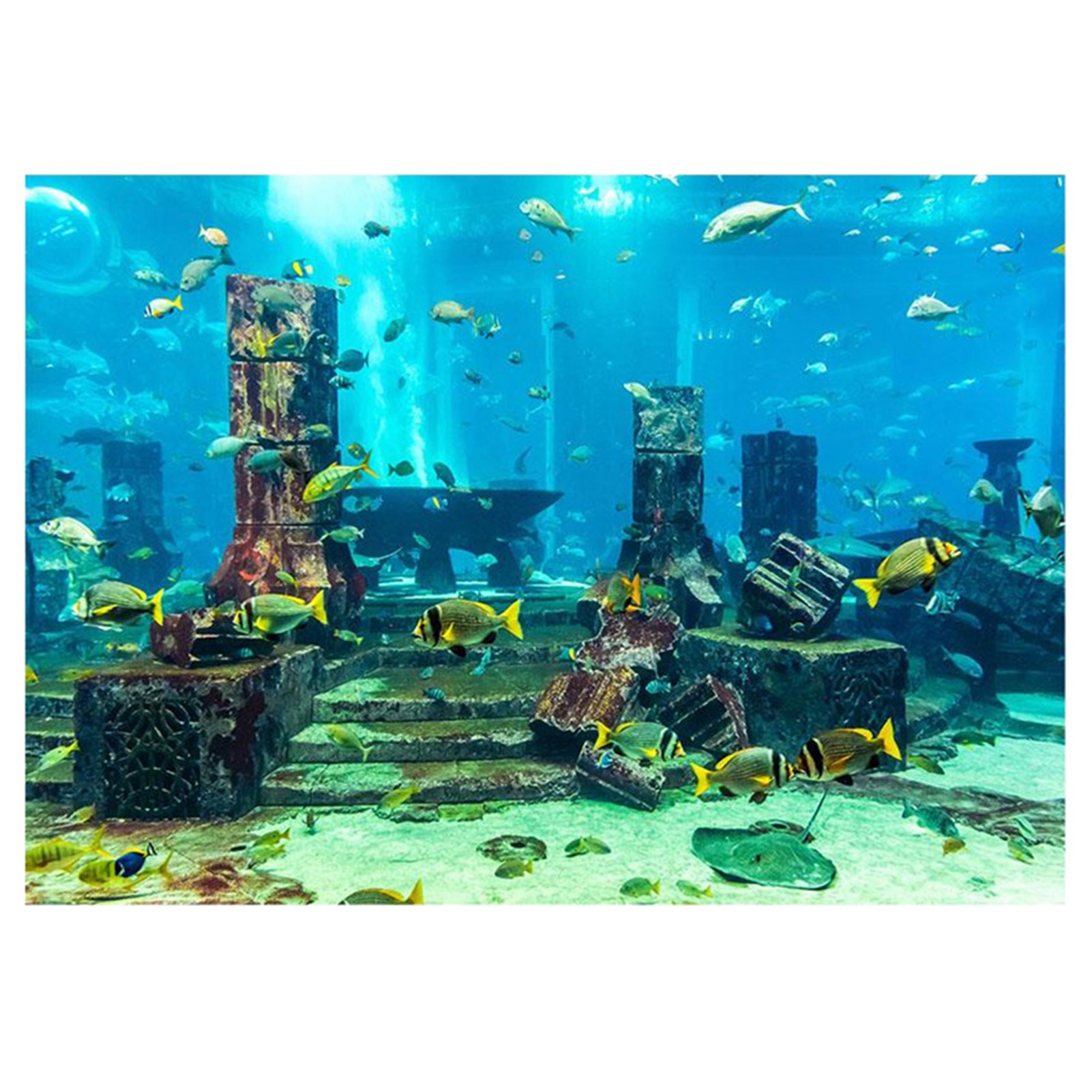 ZK20 Coral Aquarium Background - مراجعة Aquarium Fish Poster وسعره