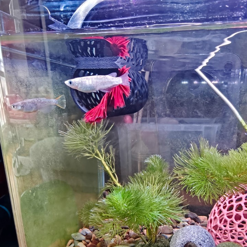 Floating Betta Hammock Tunnel, - مراجعة Aquarium Fish Hiding Places وسعره