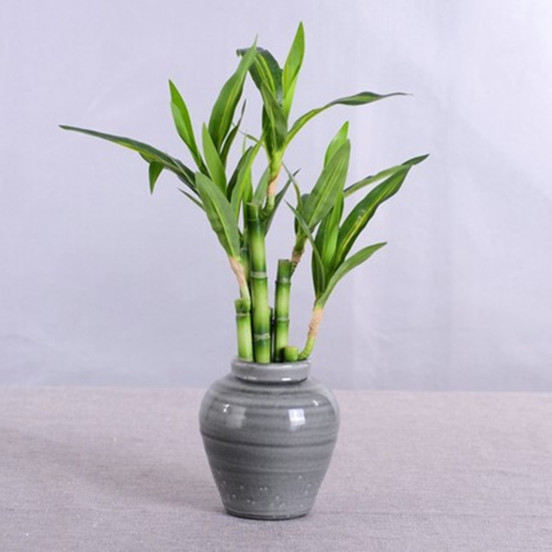 New 40cm rFtificial Lucky Bamb - مراجعة Aquarium Fish Gallery وسعره