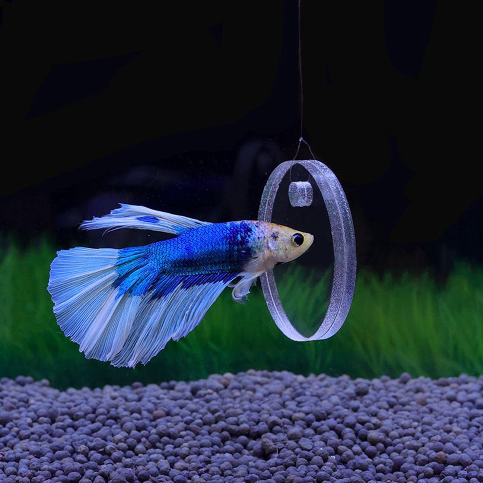 2Pcs Floating Feeding Ring Wit - مراجعة Aquarium Fish Feeder وسعره