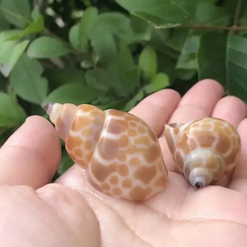 8PCS Conch Shell Zebra Dongfen - مراجعة Aquarium Fish Zebra وسعره