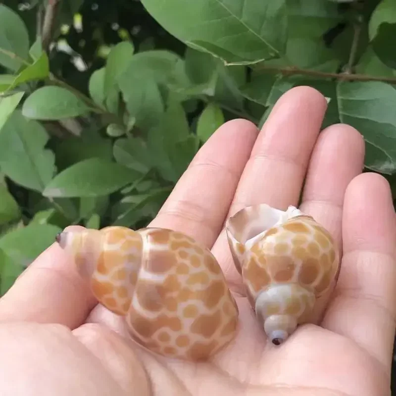 8PCS Conch Shell Zebra Dongfen - مراجعة Aquarium Fish Zebra وسعره