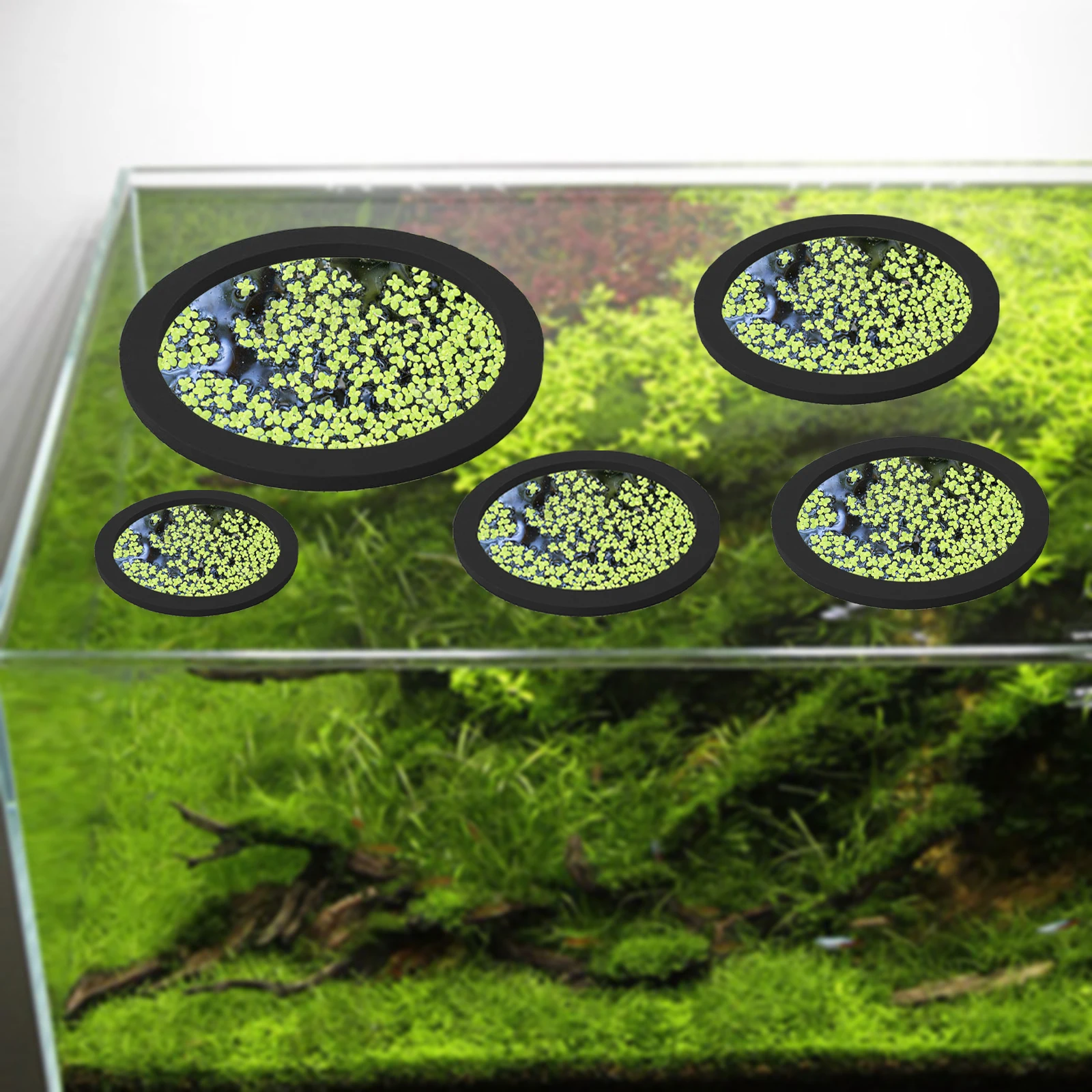 5Pcs EVA Fish Feeding Ring Aqu - مراجعة Aquarium Fish Gallery وسعره