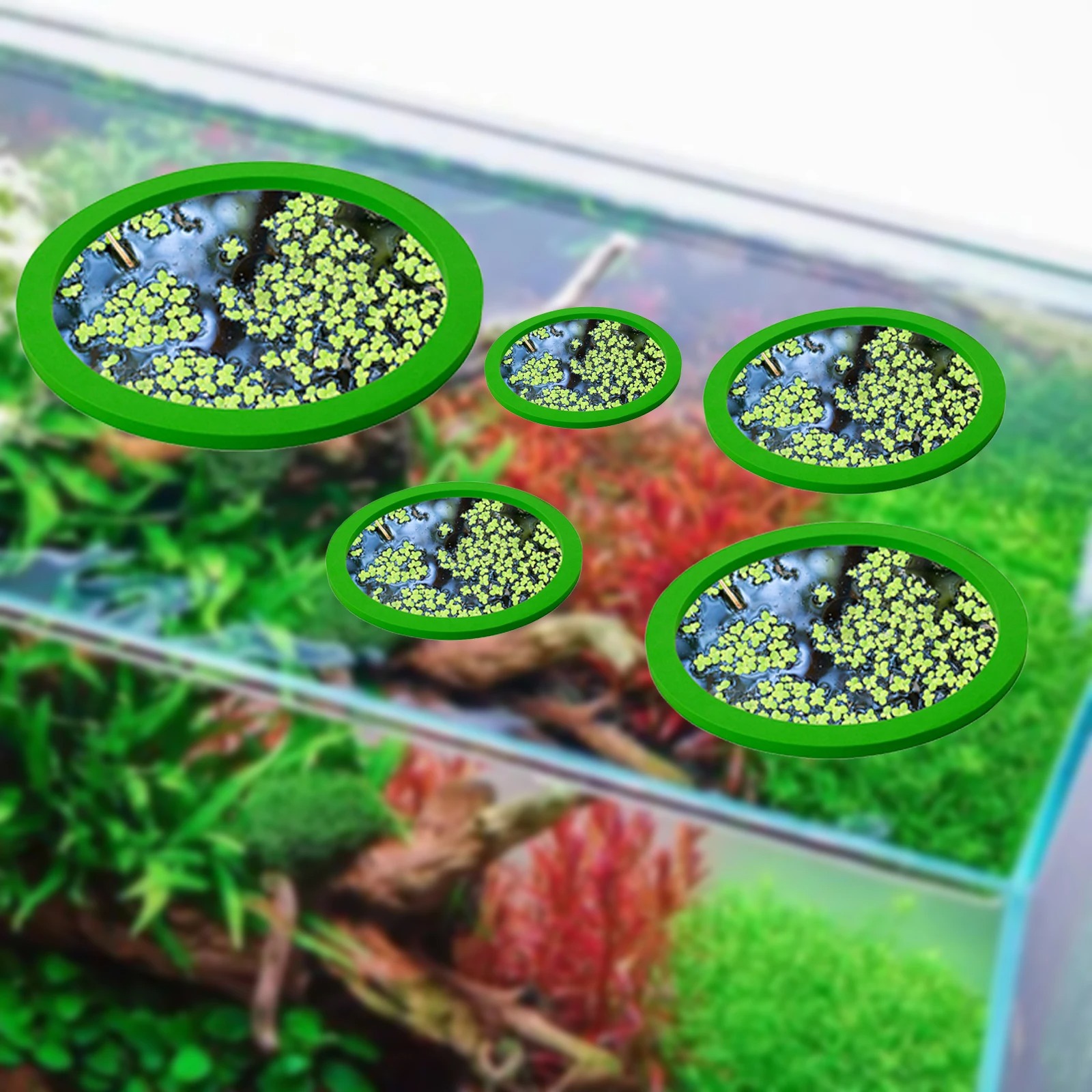 5Pcs EVA Fish Feeding Ring Aqu - مراجعة Aquarium Fish Gallery وسعره
