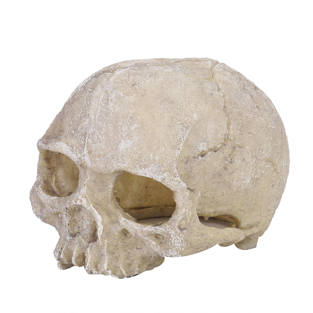 Resin Simulated Head Bone Skul - مراجعة Aquarium Fish Hiding Places وسعره