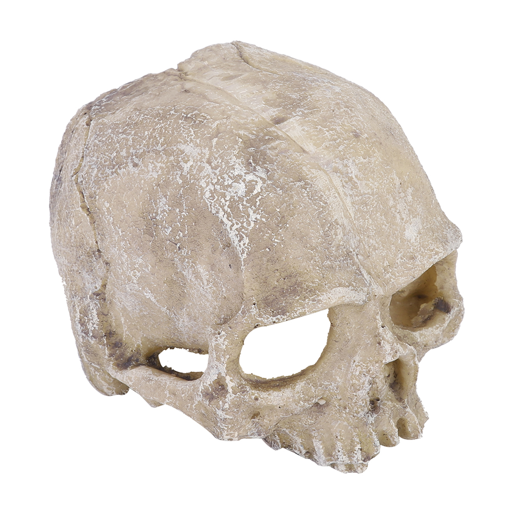 Resin Simulated Head Bone Skul - مراجعة Aquarium Fish Hiding Places وسعره