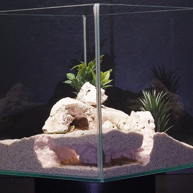 3DPrinted Fish Tank Tunnel She - مراجعة Aquarium Fish Hiding Places وسعره