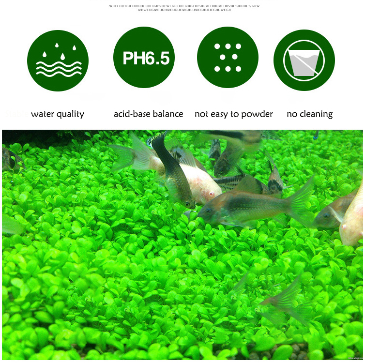 Aquarium Plant Seeds Soil Fish - مراجعة Aquarium Fish Gallery وسعره