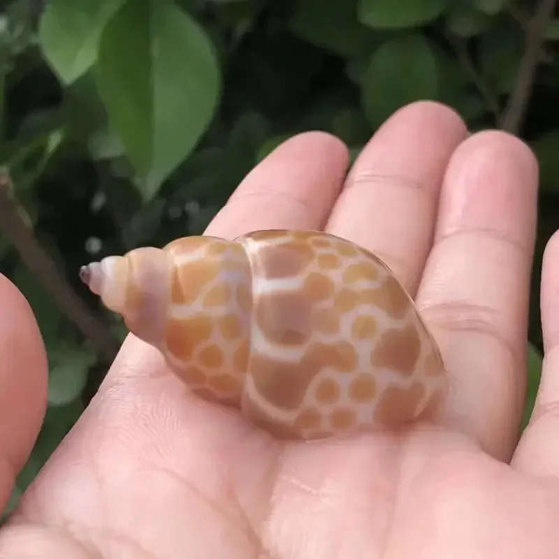 8PCS Conch Shell Zebra Dongfen - مراجعة Aquarium Fish Zebra وسعره