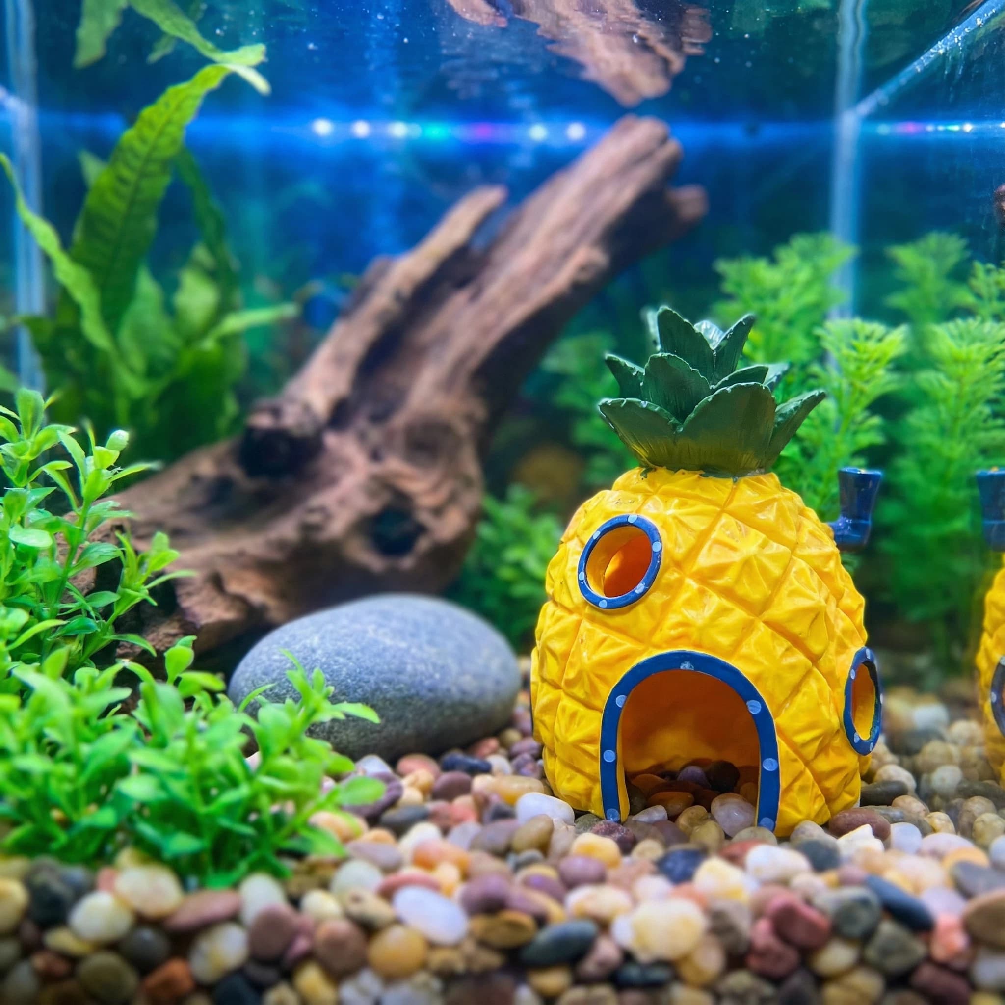 Pineapple House Aquarium Decor - مراجعة Aquarium Fish Hiding Places وسعره