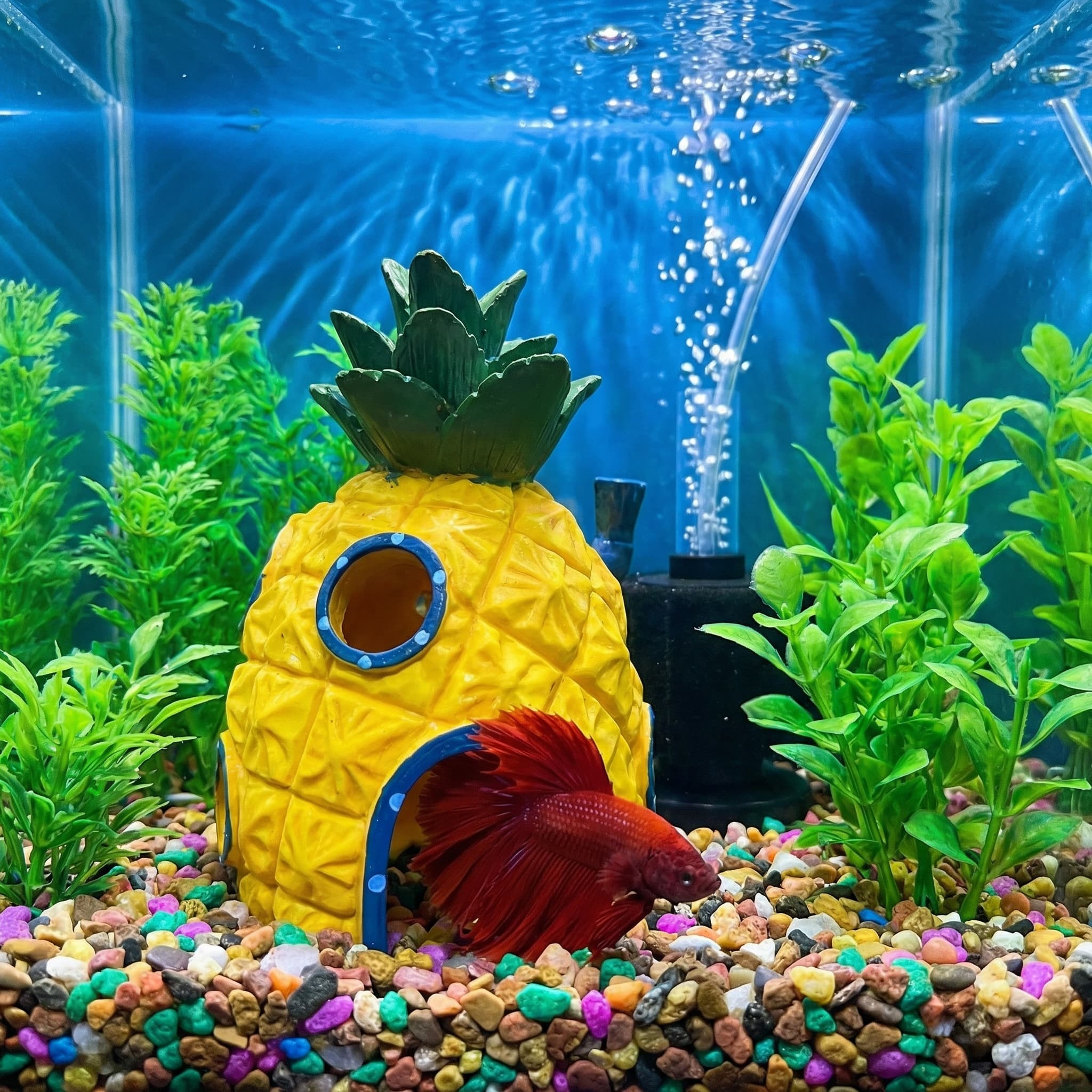 Pineapple House Aquarium Decor - مراجعة Aquarium Fish Hiding Places وسعره