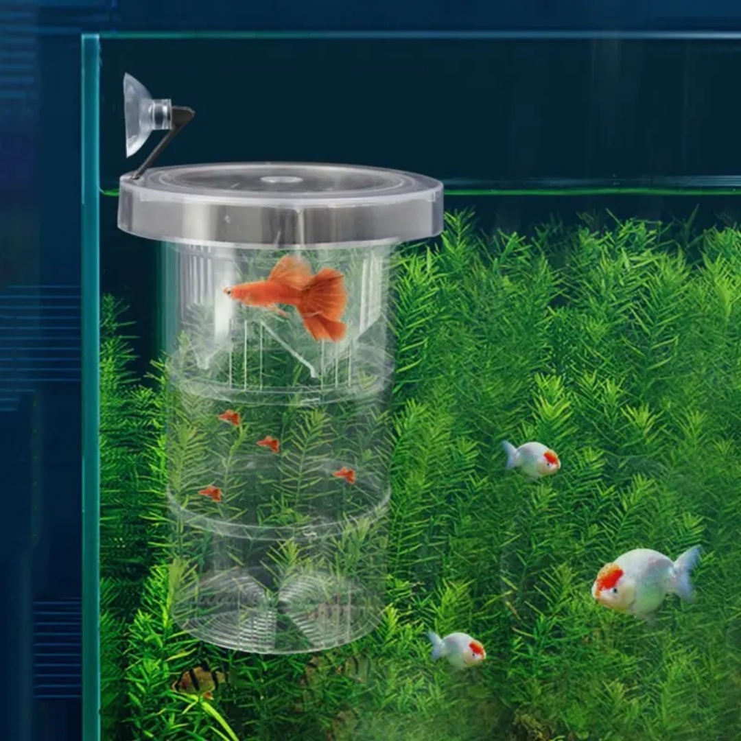 Acrylic Floating Fish Breeding - مراجعة Aquarium Fish Feeder وسعره