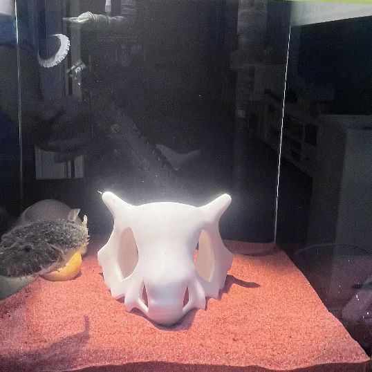 3D Printed FIsh Shrimp Reptile - مراجعة Aquarium Fish Hiding Places وسعره