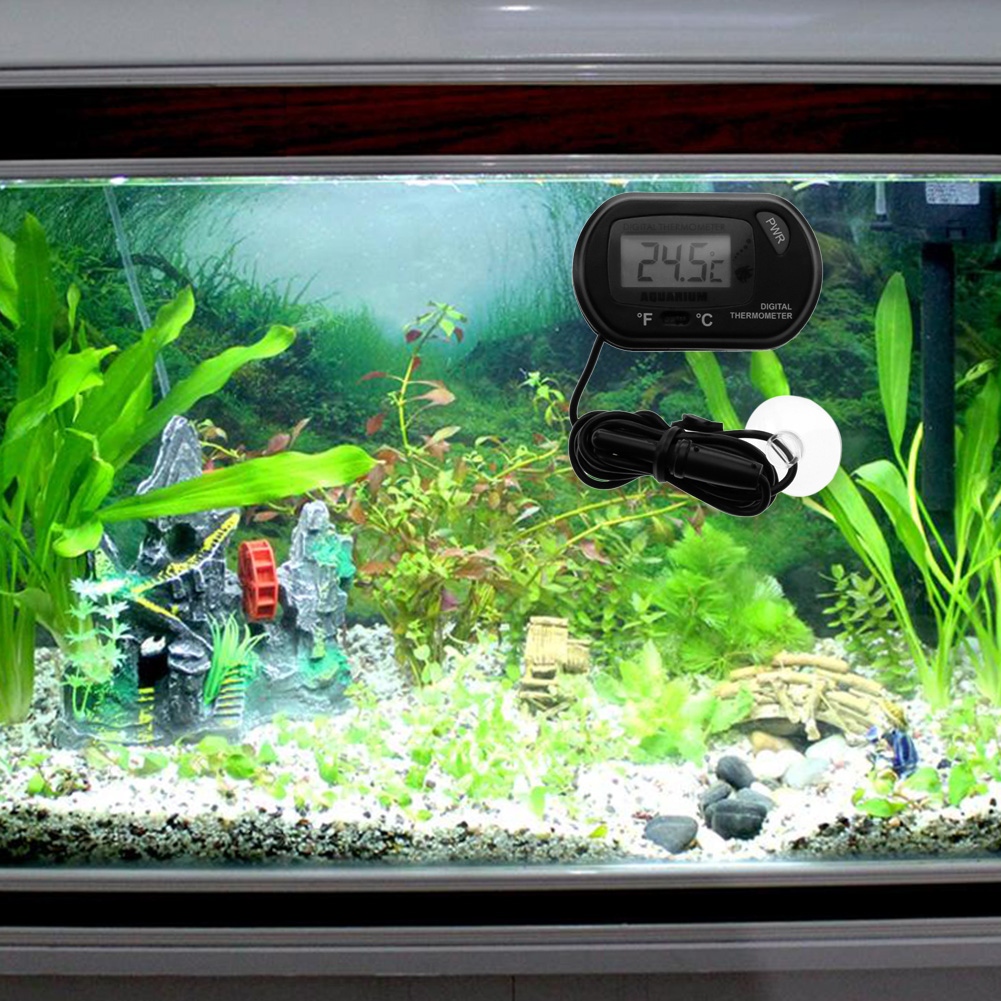 Fish Tank Thermometer Suction  - مراجعة Aquarium Fish Yellow And Black وسعره